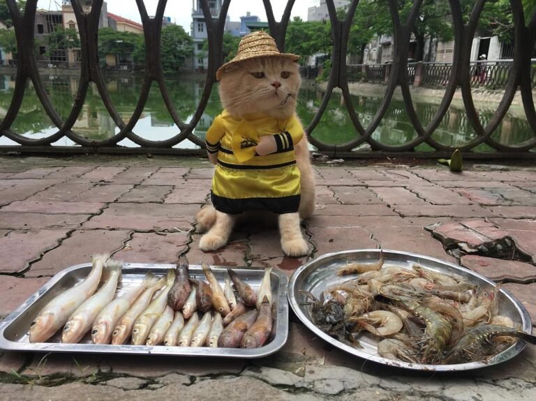 El adorable gatito que vende pescado en un mercado de Vietnam