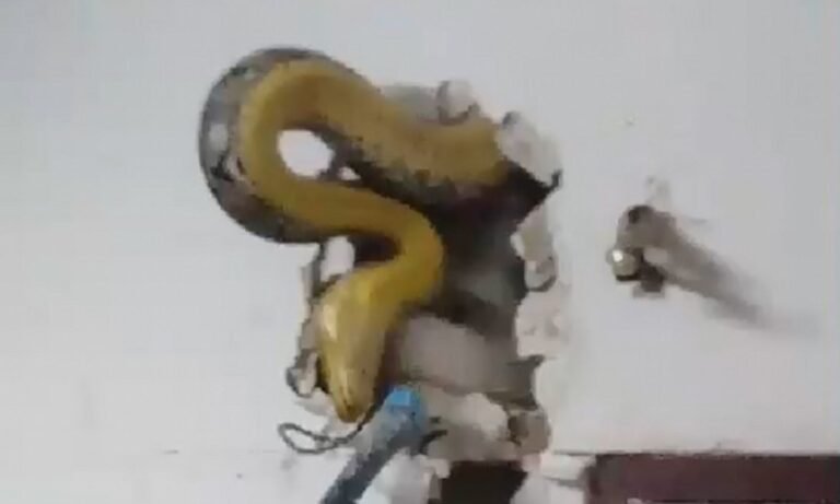 Serpiente vivía en la pared de su casa