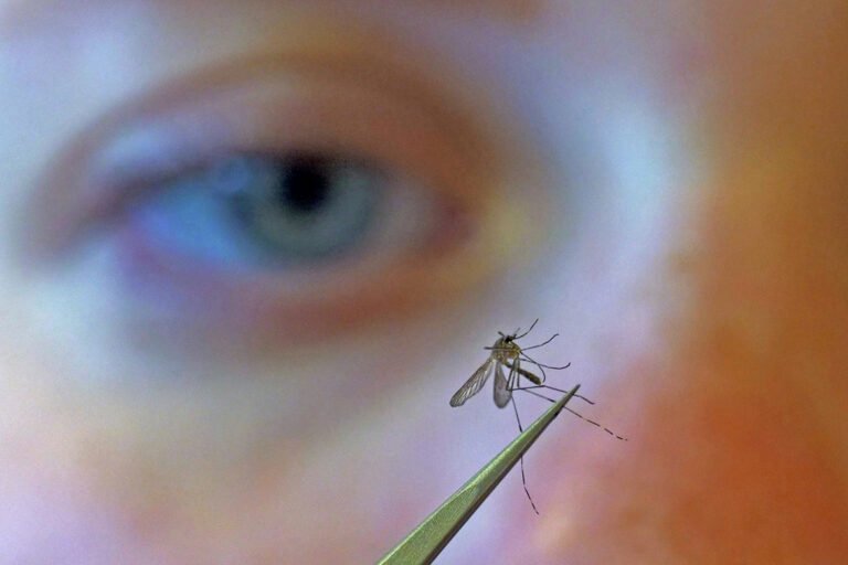 Mientras los departamentos de salud se enfocan en COVID, mosquitos vuelan libres