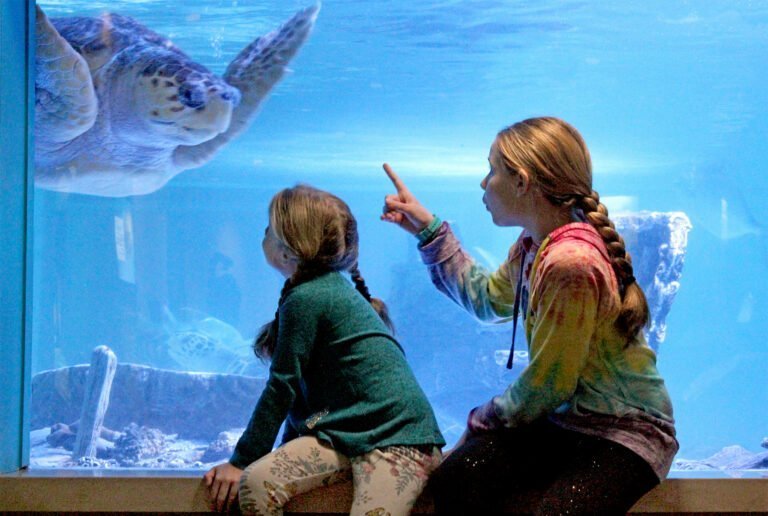 Acuario ofrece programas en vivo con subtítulos en español