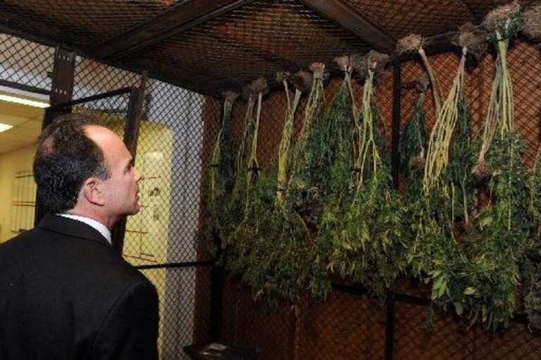 Alcalde insta a la Asamblea General a legalizar la marihuana recreativa