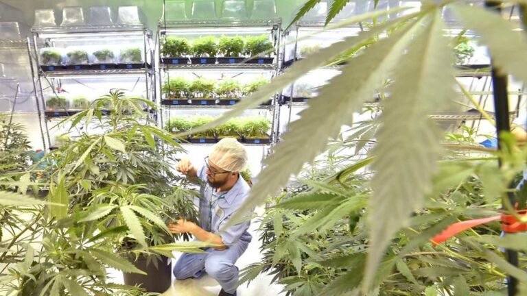 Aprueban nuevas condiciones médicas para programa de marihuana medicinal