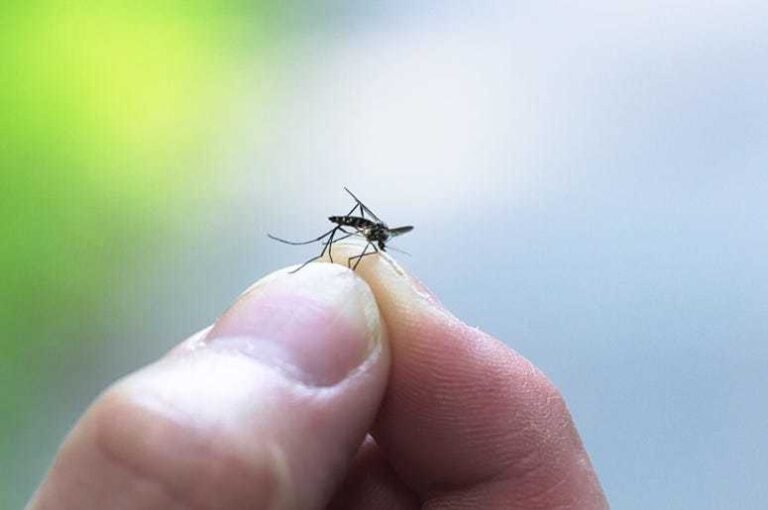 Aumenta propagación del virus del Nilo Occidental