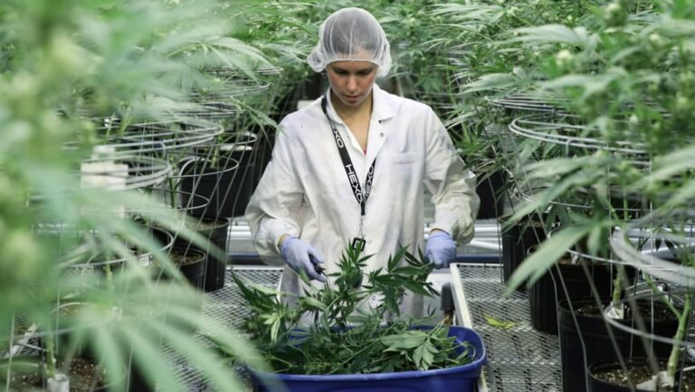 Caliente debate sobre legalización de la marihuana recreativa   