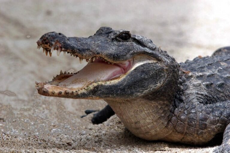 Un cocodrilo hace su aparición en una playa