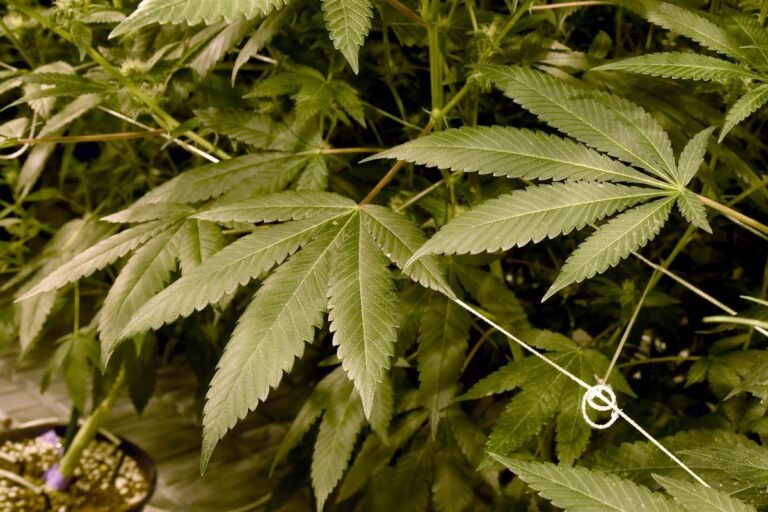 Departamentos de salud se oponen a la legalización de la marihuana recreativa