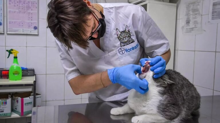 Dos gatos se convierten en primeras mascotas de EEUU en dar positivo para COVID-19