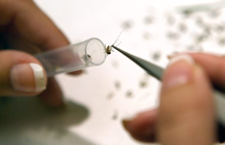 Hallan mosquitos infectados con el virus del Nilo Occidental