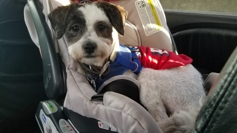 Hombre salva a perro atropellado por automóvil