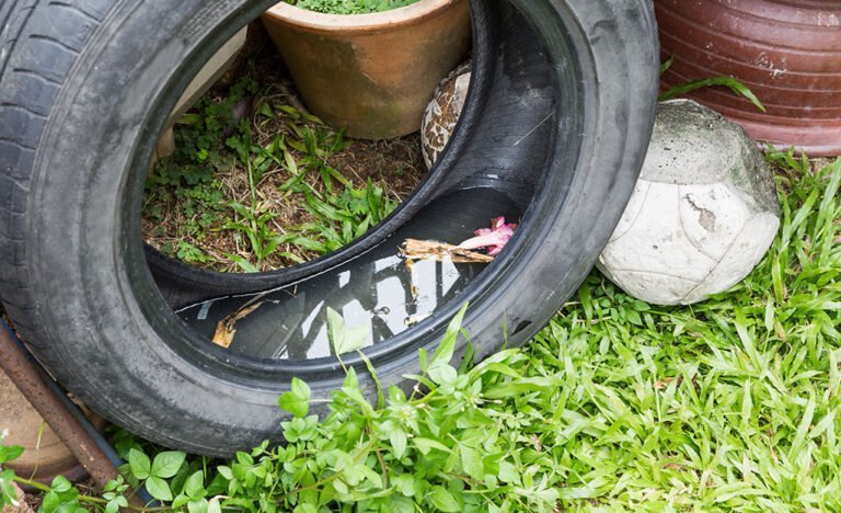 Instan a familias a eliminar agua estancada después del paso de tormenta Isaias, para evitar criadero de mosquitos