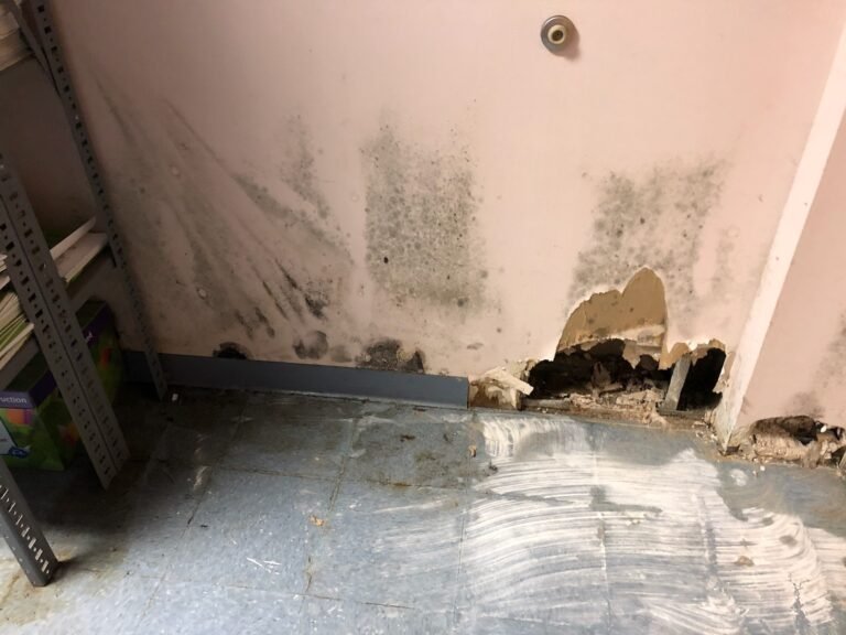 Moho, roedores y calor excesivo en escuelas están enfermando a estudiantes y maestros