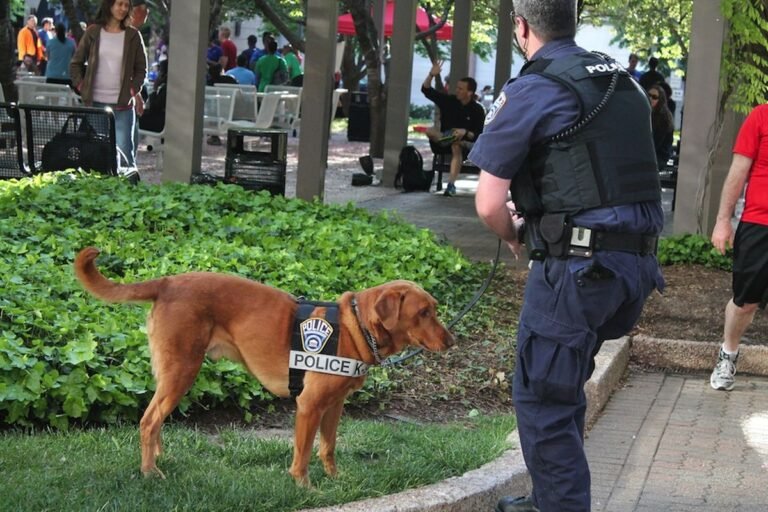 Si ve algo, diga algo: Recuerdan a comunidad reportar cualquier situación sospechosa