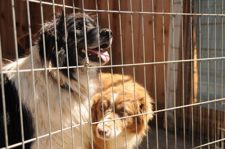 Rescatan a más de 30 animales de casa insalubre