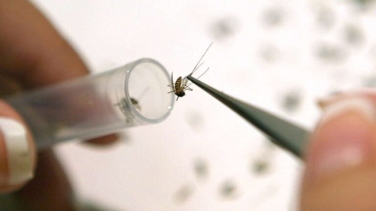 Segundo mosquito da positivo para virus del Nilo Occidental