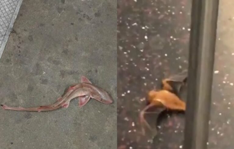 Tiburón y murciélago viajan gratis en el metro