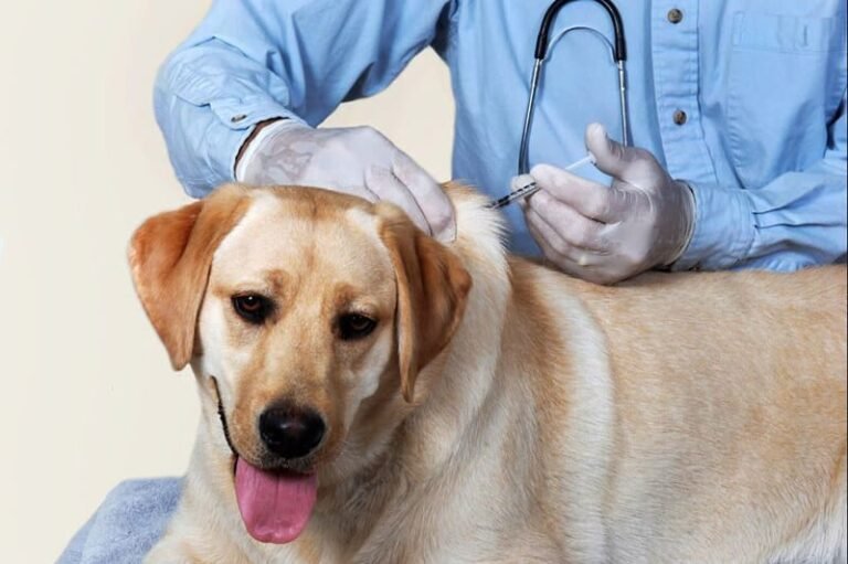 Vacunas gratuitas contra la rabia para mascotas