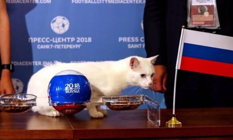 Aquiles, un gato sordo es la nueva estrella de la Copa del Mundo 2018