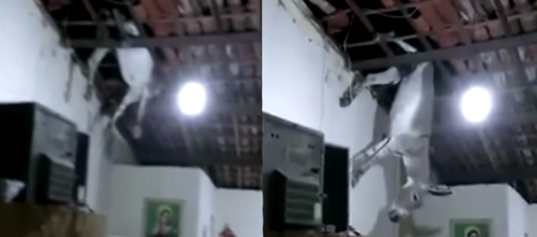 Burro ‘cae del cielo’ y queda colgando del techo de una casa en Brasil