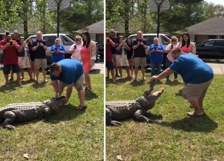 Video viral: Hombre usa un cocodrilo para revelar el sexo de su bebé