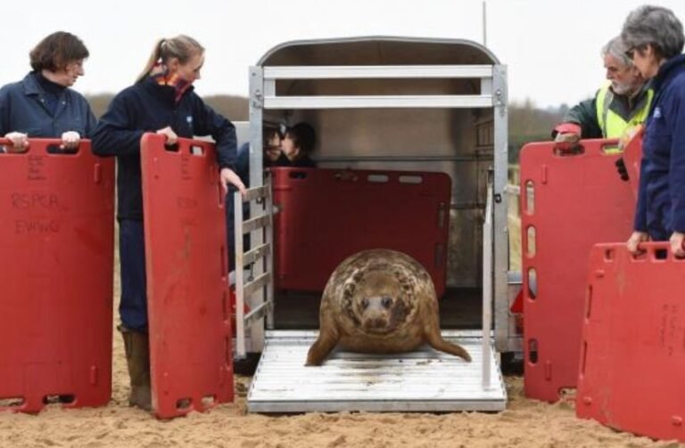 La historia de una foca que vivió con un plato volador en el cuello, te motivará a cuidar el océano