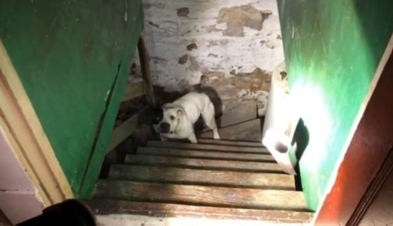El rescate de una perrita abandonada en un sótano que emocionó a Internet