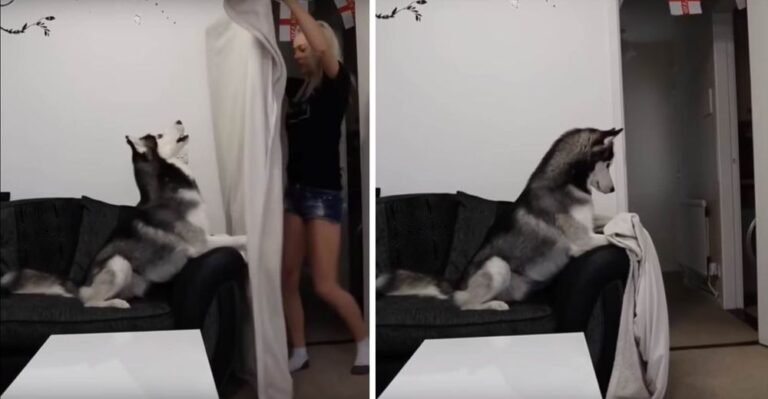 Perro se queda impresionado al ver que su dueña desaparece