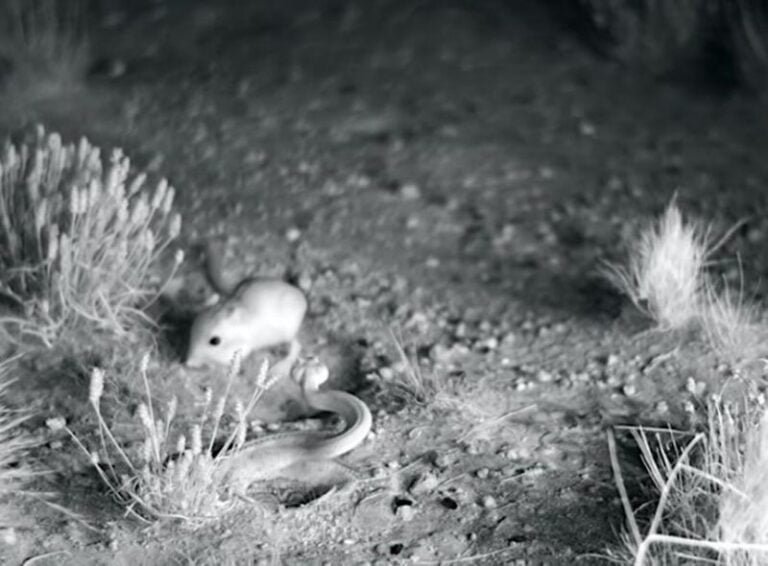 Rata vence a una serpiente con una patada al estilo “ninja”
