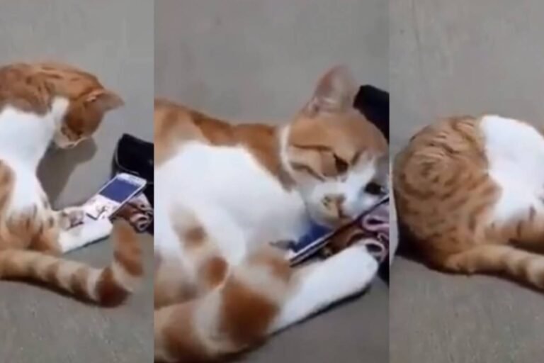 Mira como llora este gatito al ver la foto de su dueña fallecida