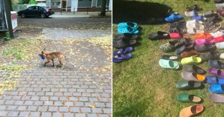 Descubren un zorro que robó más de 100 zapatos en Berlín