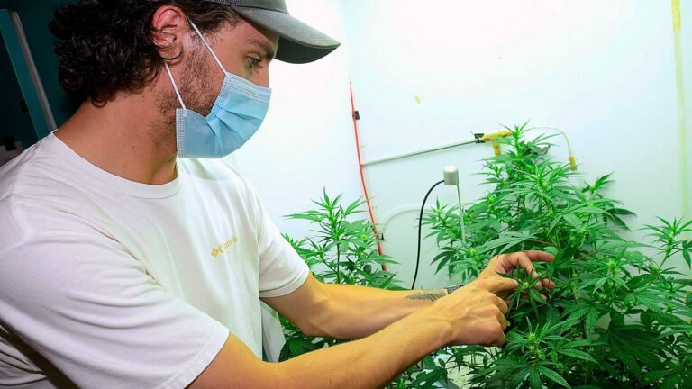Proyecto de ley de marihuana recreativa carece de medidas de equidad adecuadas
