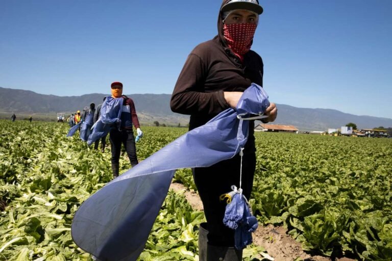 Muertes por COVID-19 es 11 veces mayor entre inmigrantes latinos en edad laboral