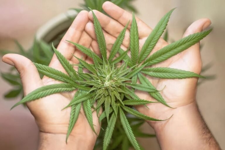 Legalización del cannabis llega a punto muerto sobre la equidad social