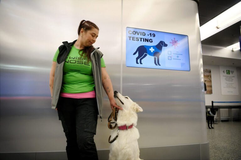 Perros que detectan al coronavirus por el olor