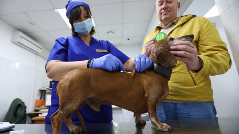Aclaran los CDC: Los veterinarios no administran vacuna contra el COVID-19 a las mascotas