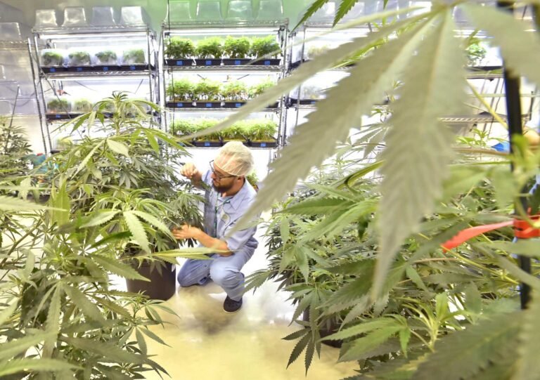 Cámara de Representantes votará por la legalización de la marihuana hasta en una sesión especial