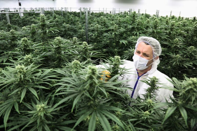 Qué repercusiones traería legalización de la marihuana recreativa en el Estado