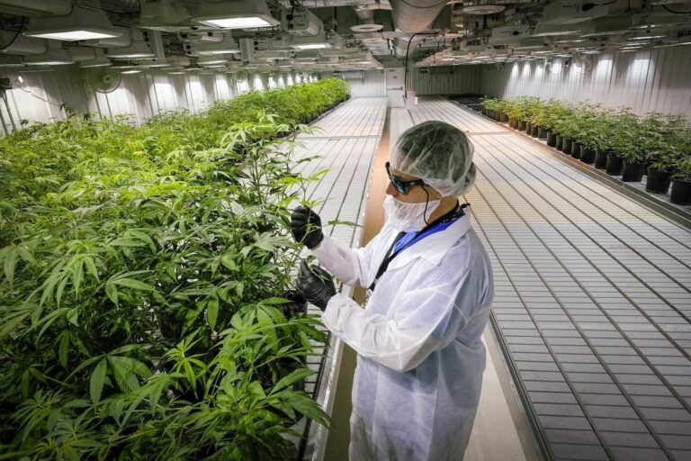 Senado aprueba legalización de la marihuana recreativa, pero Gobernador amenaza con vetarlo