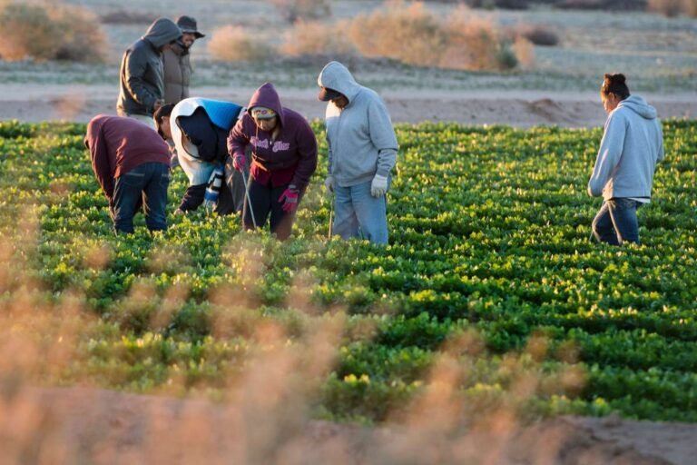 Trabajadores latinos son cruciales para la recuperación económica ante el COVID-19, revela estudio