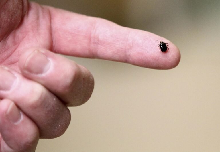 Nuevos casos de enfermedades raras y peligrosas transmitidas por garrapatas