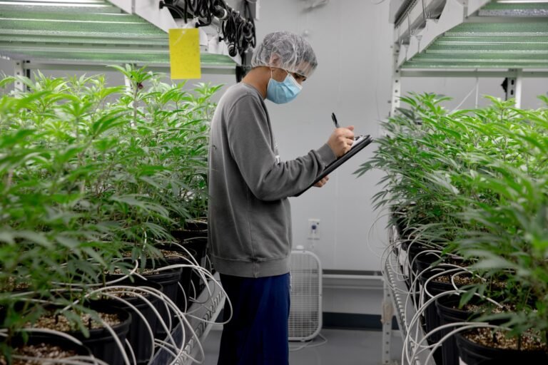 Toma forma Junta que promueve equidad social en el comercio de cannabis