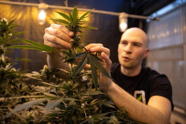 Pese a legalización: Universidades de CT no permitirán posesión de cannabis en su campus