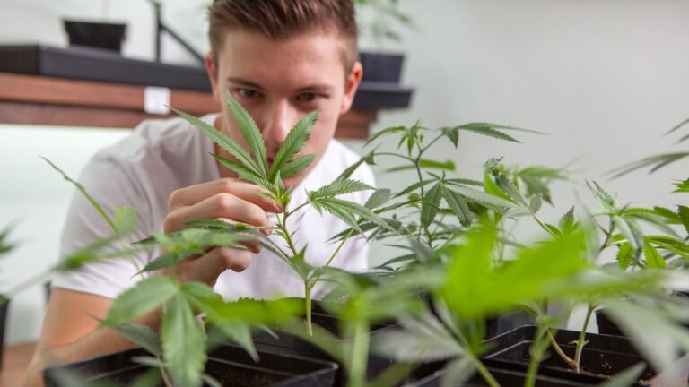 Universidades lanzan plan de estudio sobre cultivo de cáñamo