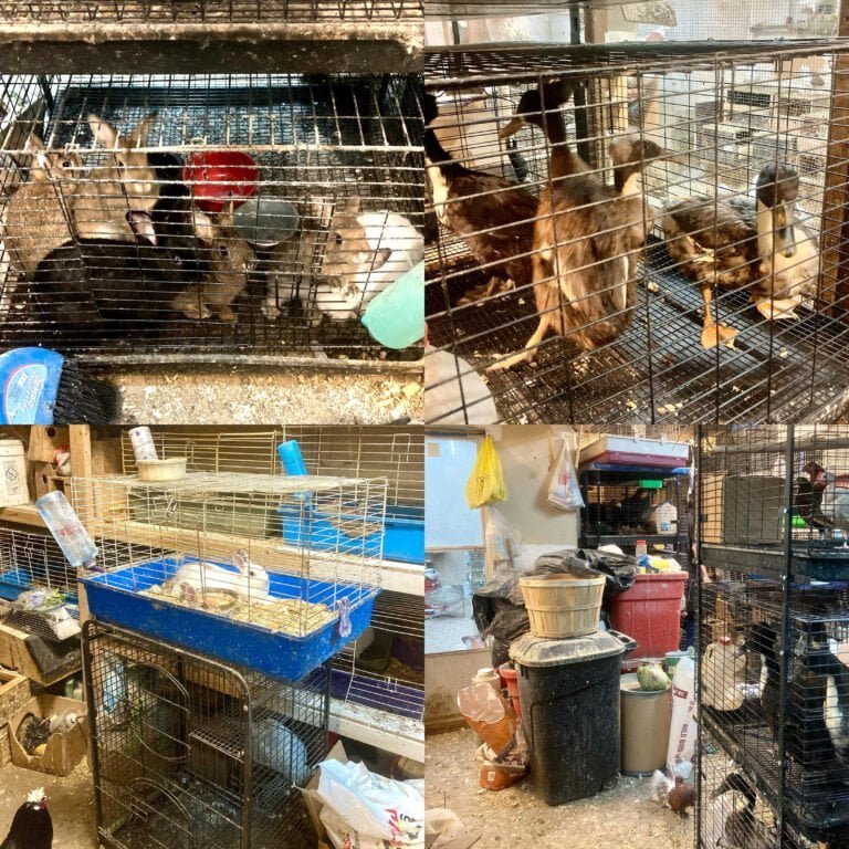 Cierran tienda de mascotas por condiciones deplorables de los animales