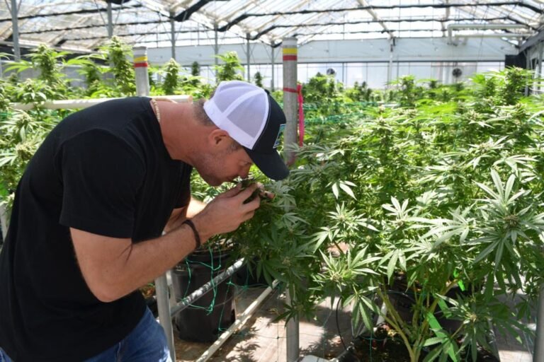Colegio comunitario lanzará curso sobre producción de cannabis