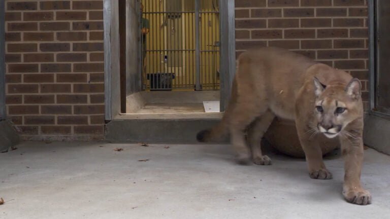 Rescatan puma salvaje de 37 kilos de un apartamento