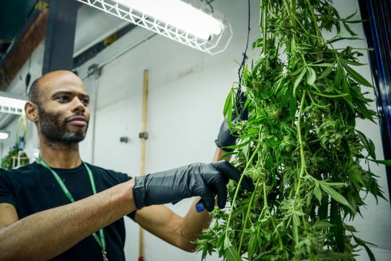Instan a autorizar banco para financiar a vendedores de cannabis de bajos ingresos