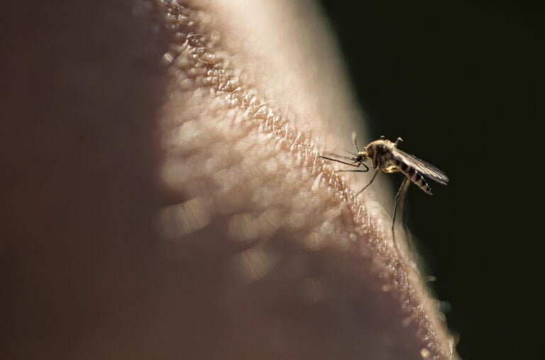 Mosquitos dan positivo para virus poco común y potencialmente mortal