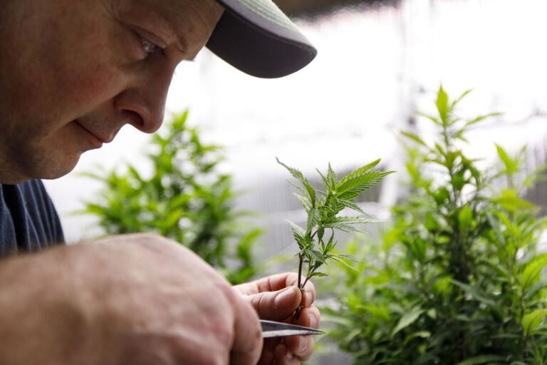 Pacientes de marihuana medicinal ya pueden cultivar cannabis en casa