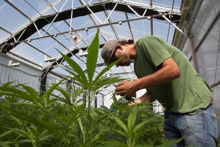 Grupo busca ayudar a empresarios hispanos a obtener licencias para venta de marihuana
