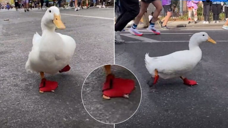 Este adorable pato corrió la maratón de Nueva York con zapatillas personalizadas